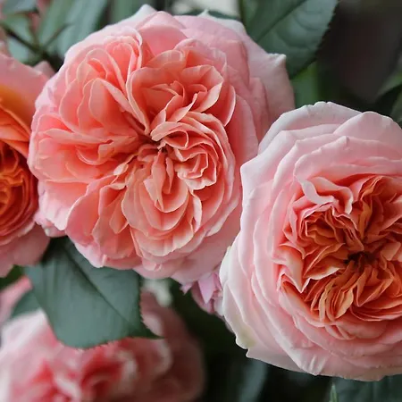 호텔 Italia Vintage