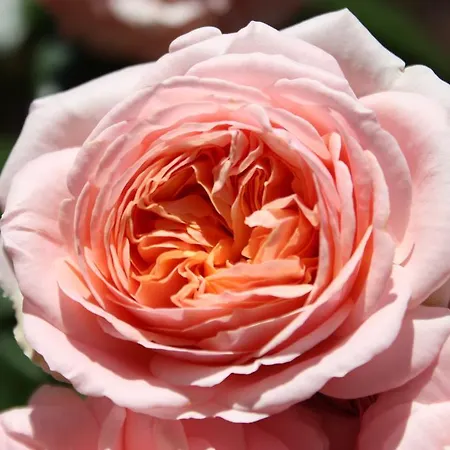 호텔 Italia Vintage 포르데노네